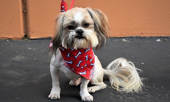 7 cuddly canines to adopt now in Santa Ana
