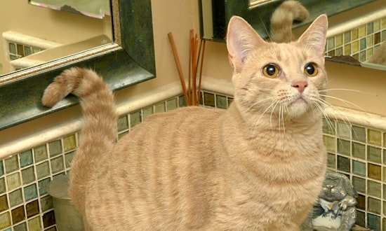 3 cool kitties to adopt now in Anaheim