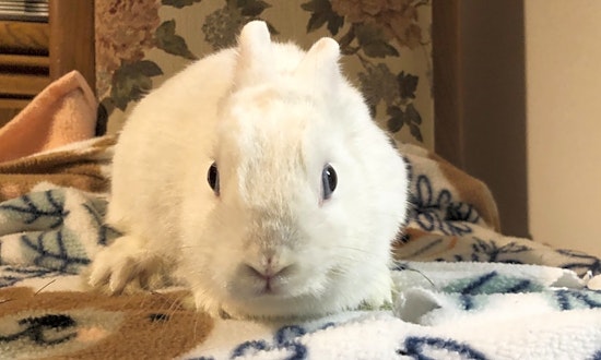 These Los Angeles-based rabbits are up for adoption and in need of a good home