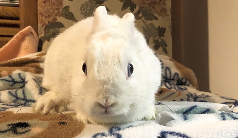 These Los Angeles-based rabbits are up for adoption and in need of a good home