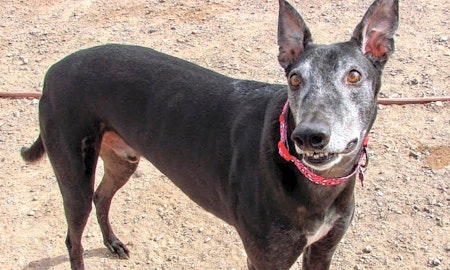 These Tucson-based dogs are up for adoption and in need of a good home