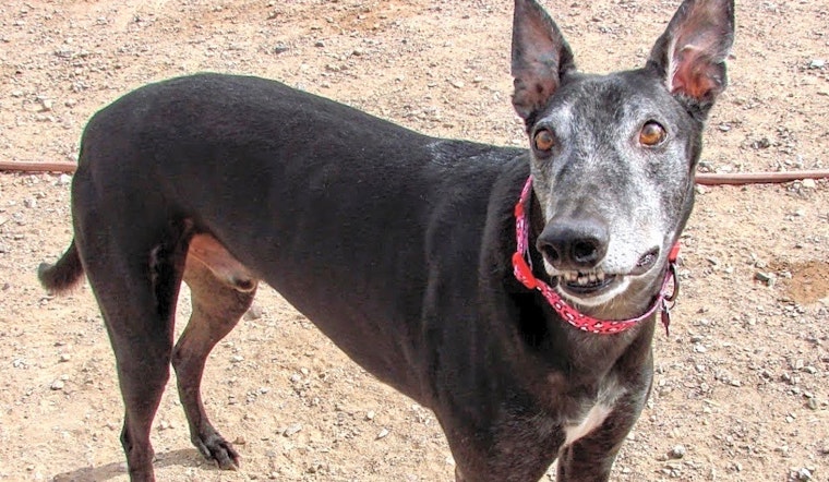 These Tucson-based dogs are up for adoption and in need of a good home