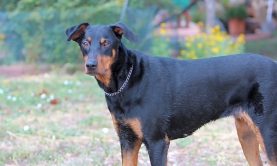 6 delightful doggies to adopt now in Albuquerque