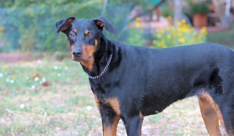 6 delightful doggies to adopt now in Albuquerque