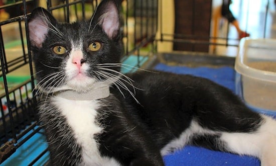 Want to adopt a pet? Here are 6 fluffy felines to adopt now in Phoenix