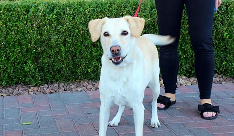 These Las Vegas-based dogs are up for adoption and in need of a good home