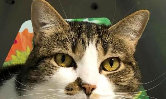 These Colorado Springs-based felines are up for adoption and in need of a good home