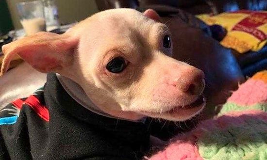 These Aurora-based pups are up for adoption and in need of a good home