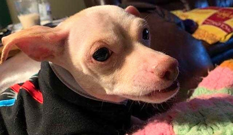 These Aurora-based pups are up for adoption and in need of a good home