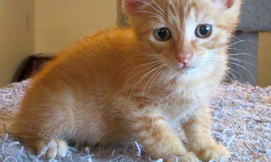 Want to adopt a pet? Here are 7 fluffy felines to adopt now in St. Louis