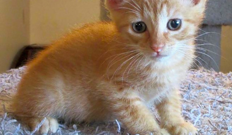 Want to adopt a pet? Here are 7 fluffy felines to adopt now in St. Louis