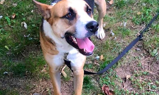 These Raleigh-based canines are up for adoption and in need of a good home