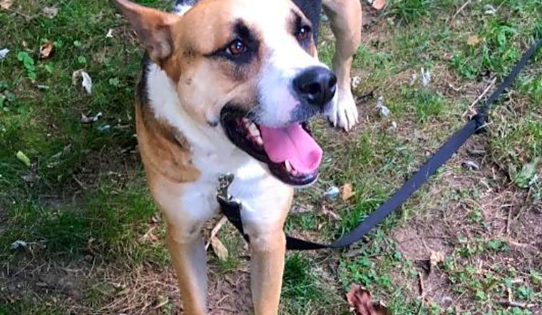 These Raleigh-based canines are up for adoption and in need of a good home