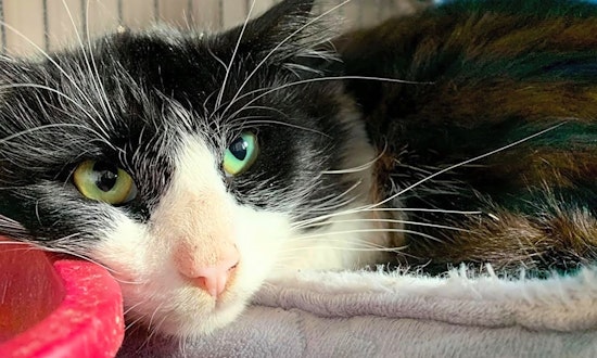 These Cleveland-based kitties are up for adoption and in need of a good home