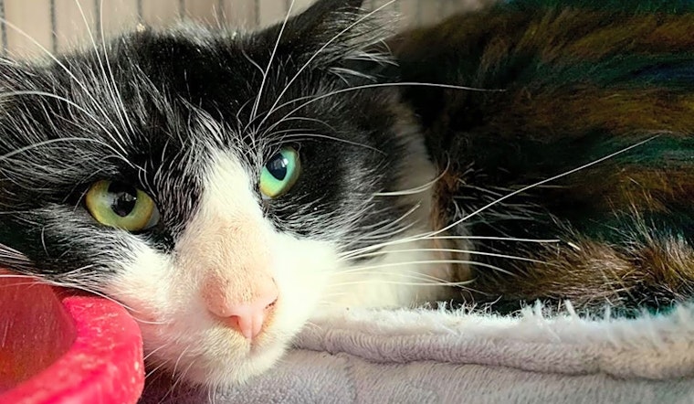 These Cleveland-based kitties are up for adoption and in need of a good home
