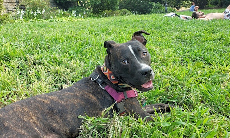 These Jersey City-based dogs are up for adoption and in need of a good home