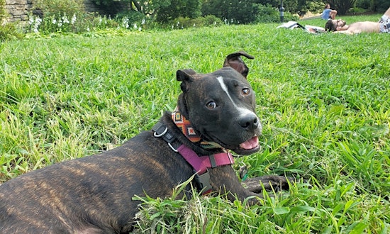 These Jersey City-based dogs are up for adoption and in need of a good home