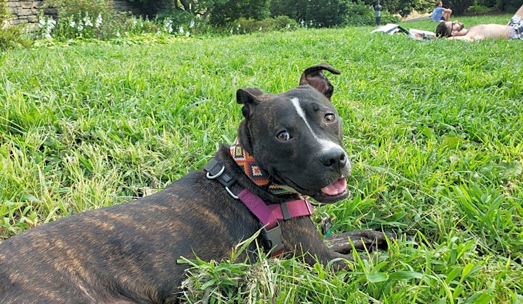 These Jersey City-based dogs are up for adoption and in need of a good home