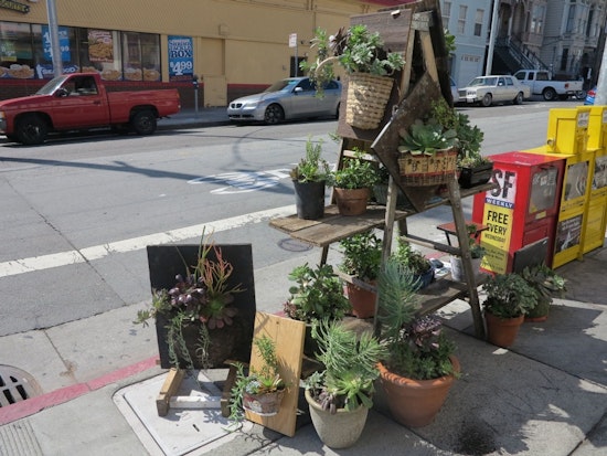 Scope This Sweet Succulent Selection Every Sunday