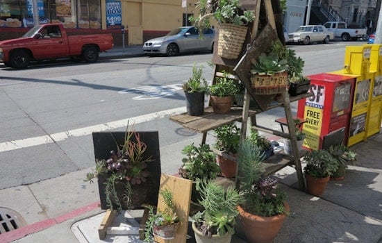 Scope This Sweet Succulent Selection Every Sunday