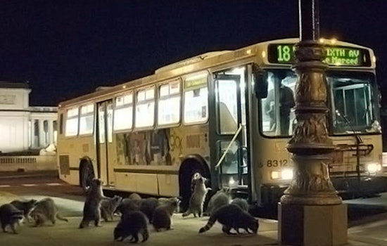 Raccoon safety in SF: Tips for keeping yourself and your pets safe