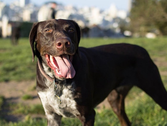 Meet The Dogs Of San Francisco
