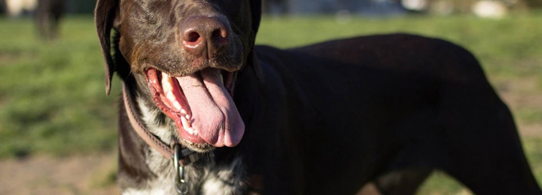 Meet The Dogs Of San Francisco