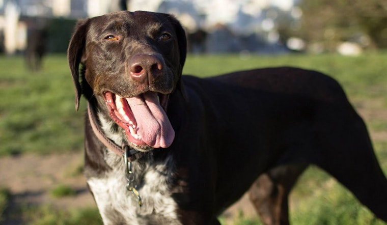 Meet The Dogs Of San Francisco