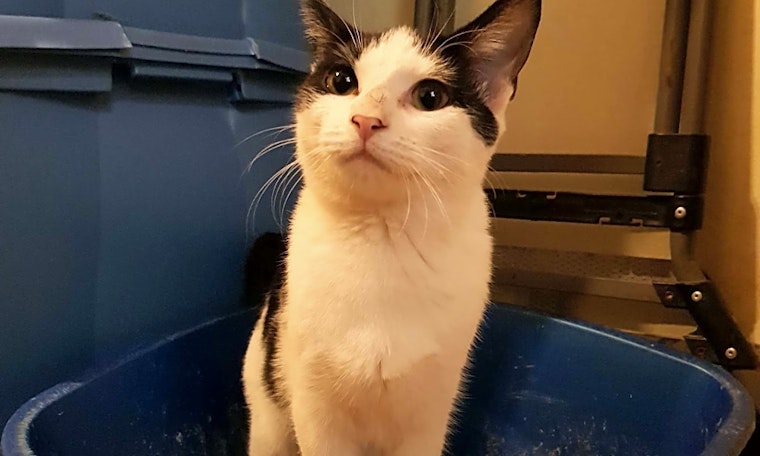 5 cool kitties to adopt now in New York City