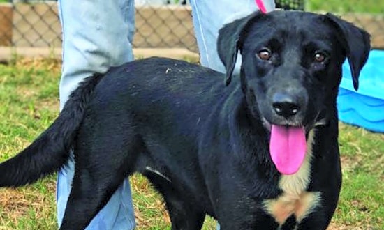 Looking to adopt a pet? Here are 5 lovable pups to adopt now in Washington