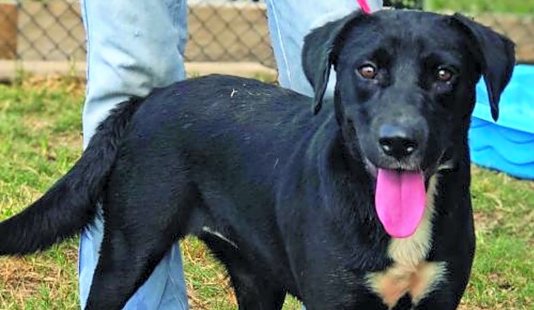 Looking to adopt a pet? Here are 5 lovable pups to adopt now in Washington