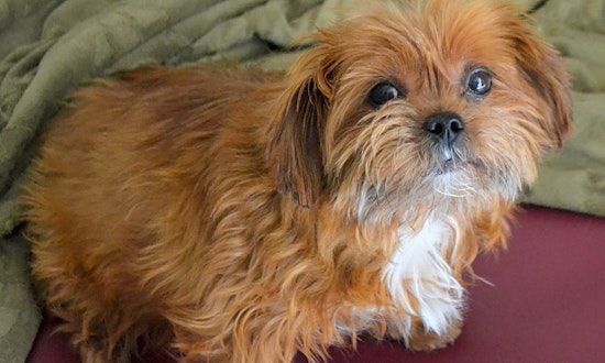 5 lovable pups to adopt now in Pittsburgh