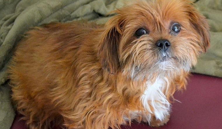 5 lovable pups to adopt now in Pittsburgh