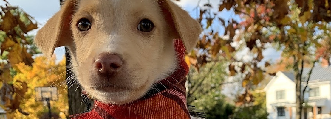 Cuddly canines up for adoption in Columbus
