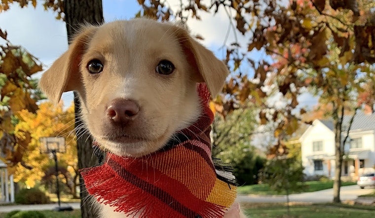 Cuddly canines up for adoption in Columbus