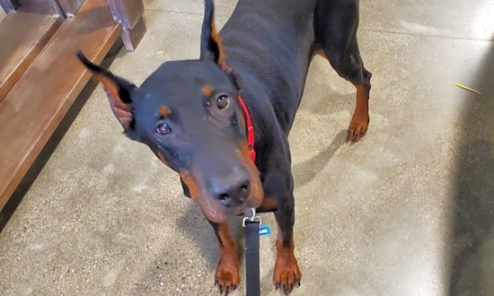 These Louisville-based dogs are up for adoption and in need of a good home