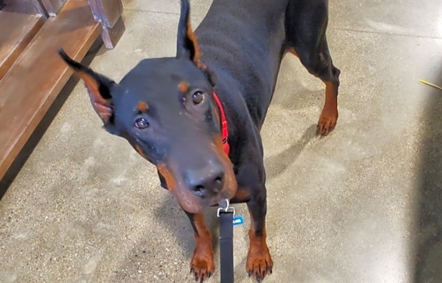 These Louisville-based dogs are up for adoption and in need of a good home