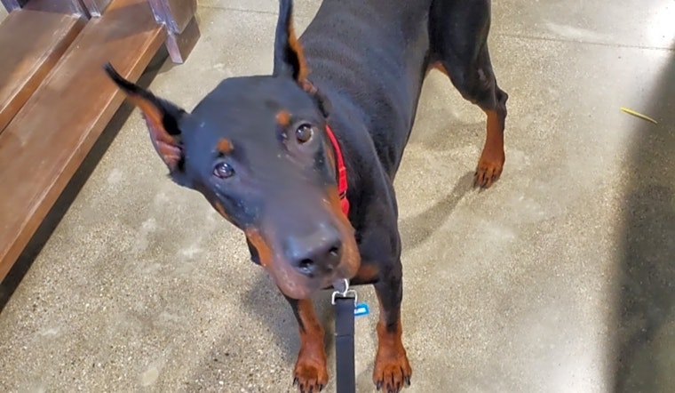 These Louisville-based dogs are up for adoption and in need of a good home