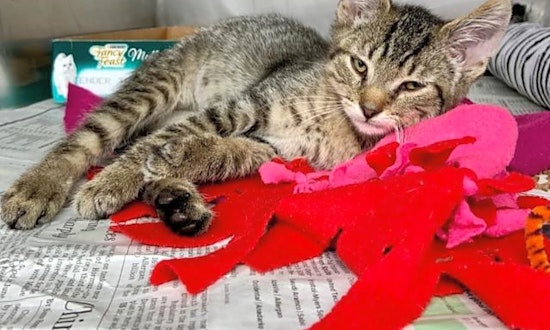 6 cute-as-can-be kittens to adopt now in Cincinnati
