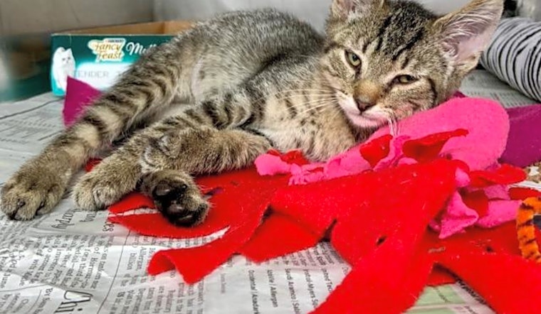 6 cute-as-can-be kittens to adopt now in Cincinnati