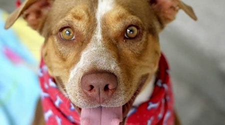 6 lovable pups to adopt now in Atlanta