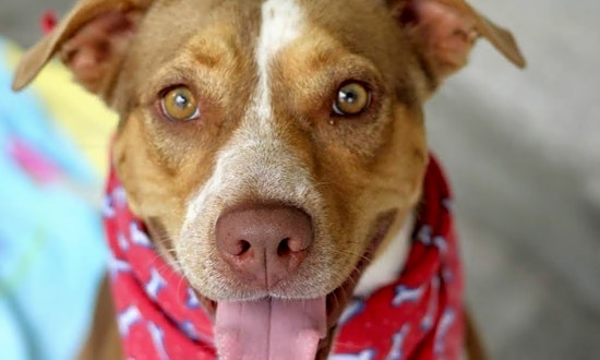 6 lovable pups to adopt now in Atlanta