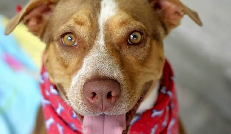 6 lovable pups to adopt now in Atlanta