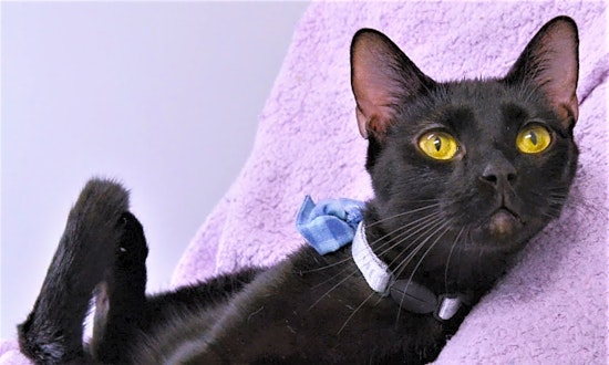 6 cool kitties to adopt now in Durham