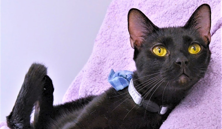 6 cool kitties to adopt now in Durham