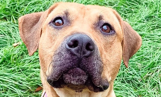 These Detroit-based doggies are up for adoption and in need of a good home