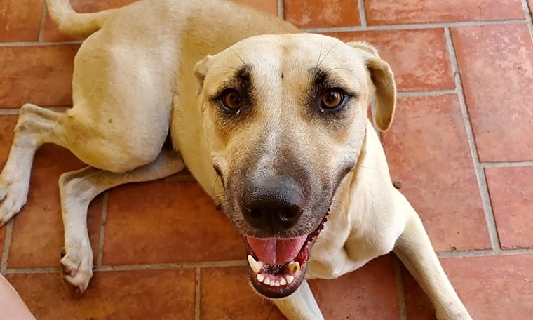 7 delightful doggies to adopt now in Miami