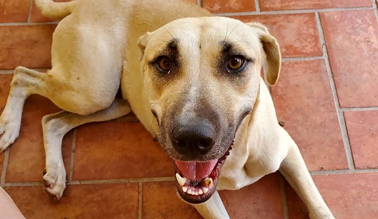 7 delightful doggies to adopt now in Miami
