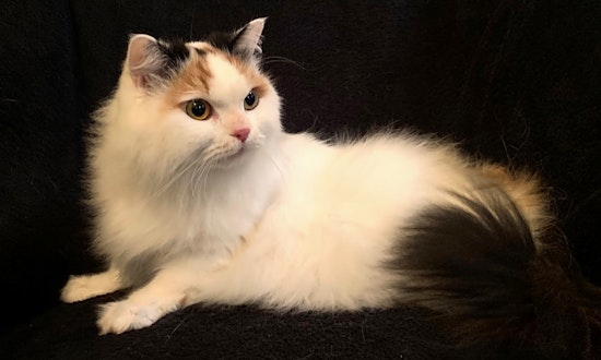 These Nashville-based felines are up for adoption and in need of a good home