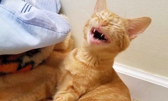 5 fluffy felines to adopt now in Indianapolis